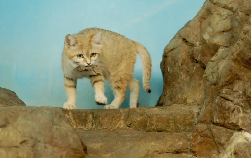 a cat is walking on top of a stone wall