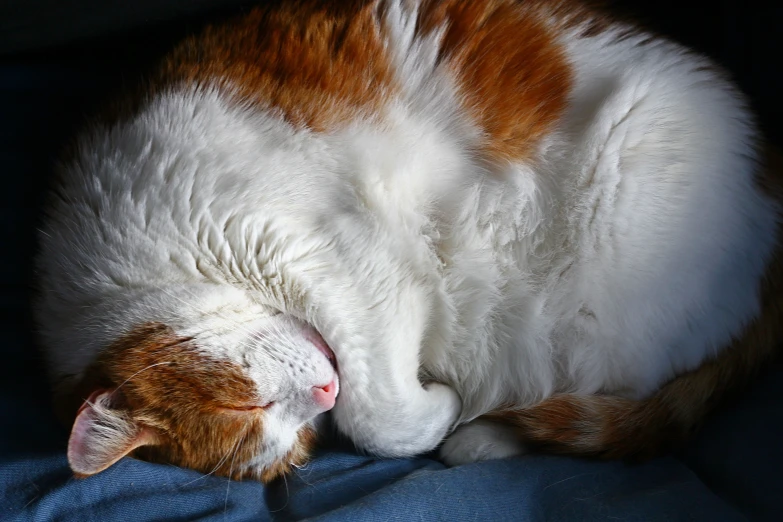 a cat sleeping on top of a blanket