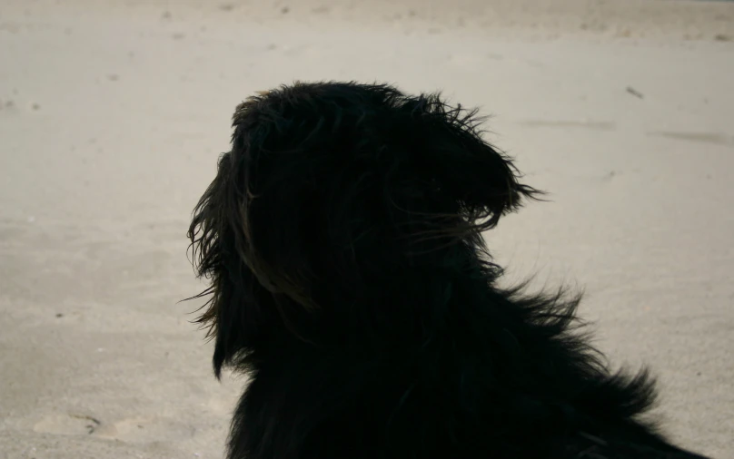 close up of a small dog on a beach