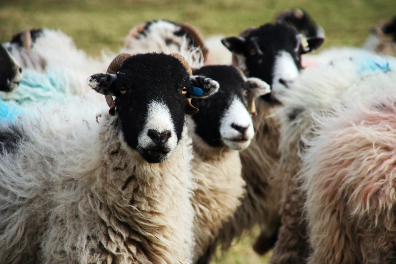 an image of a herd of sheep in the grass