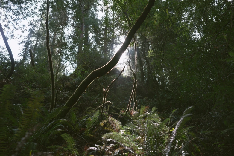 the sunlight peeking through some tall trees in a wooded area