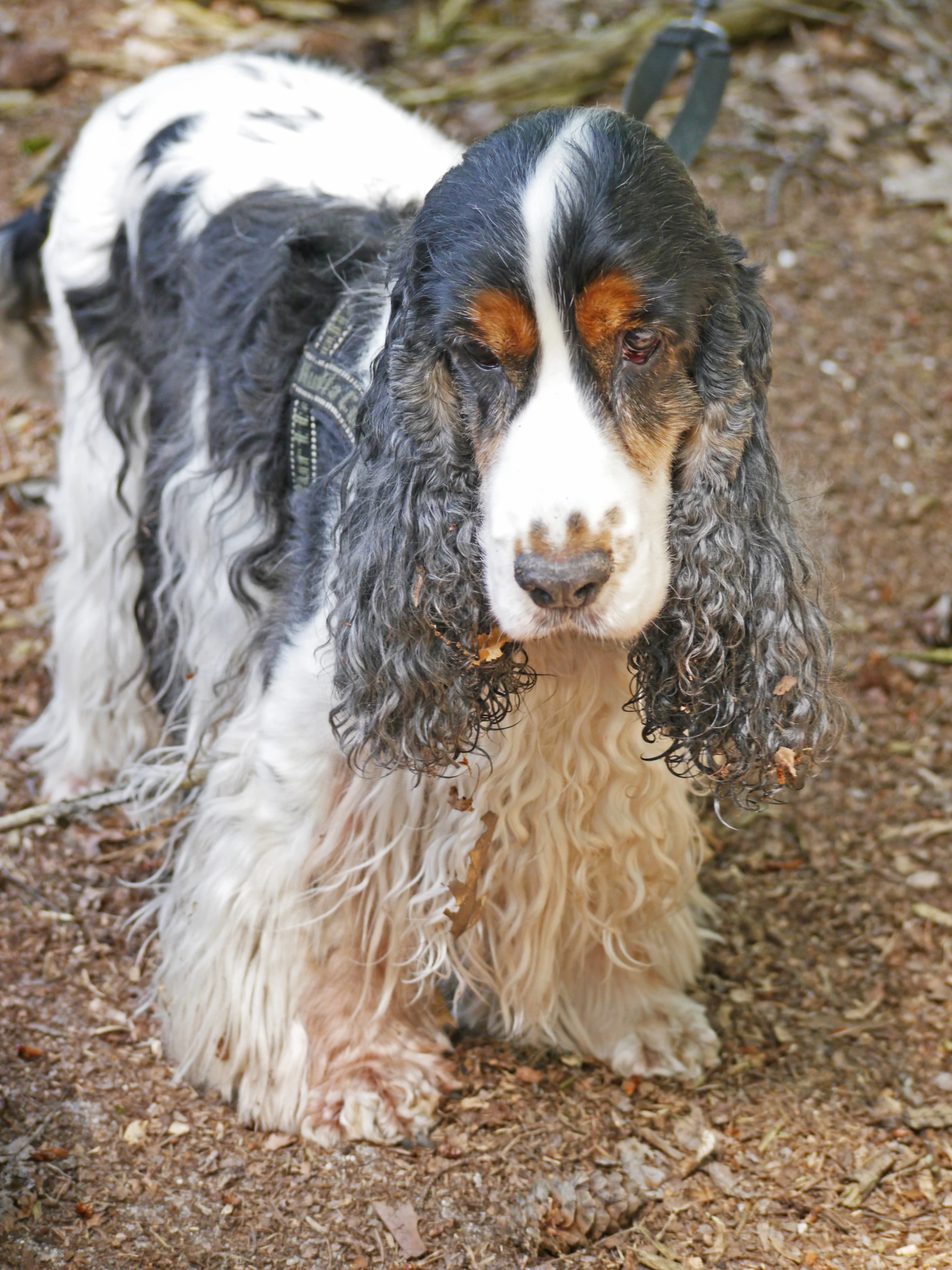 a dog that is looking down while standing in the dirt