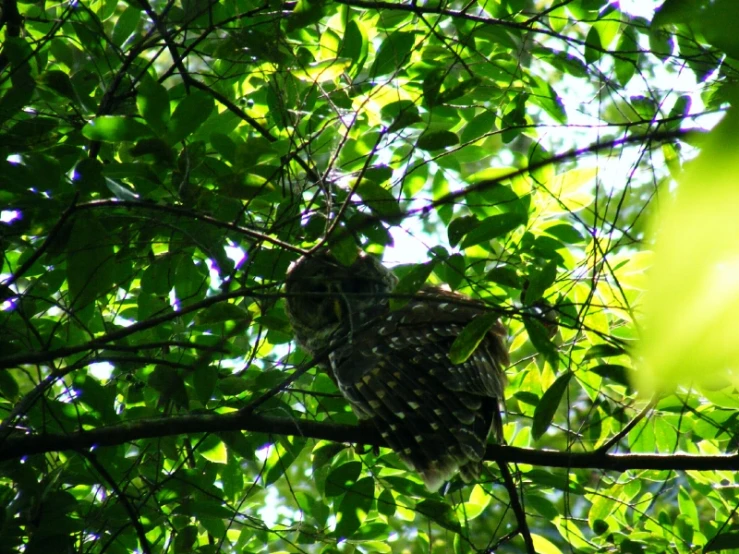 an owl is sitting on a nch in the trees