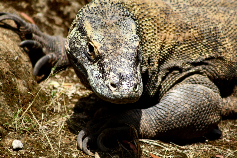 an lizard laying down on the ground with grass around