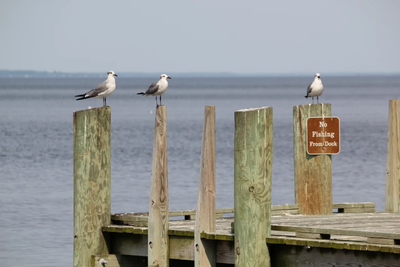 two birds standing on a wooden dock with a sign