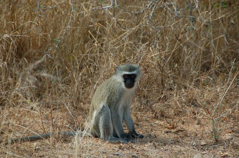 a monkey sits in the tall brown grass