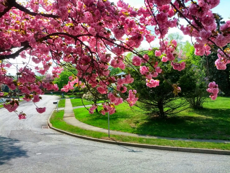 a road with some pink flowers on the trees