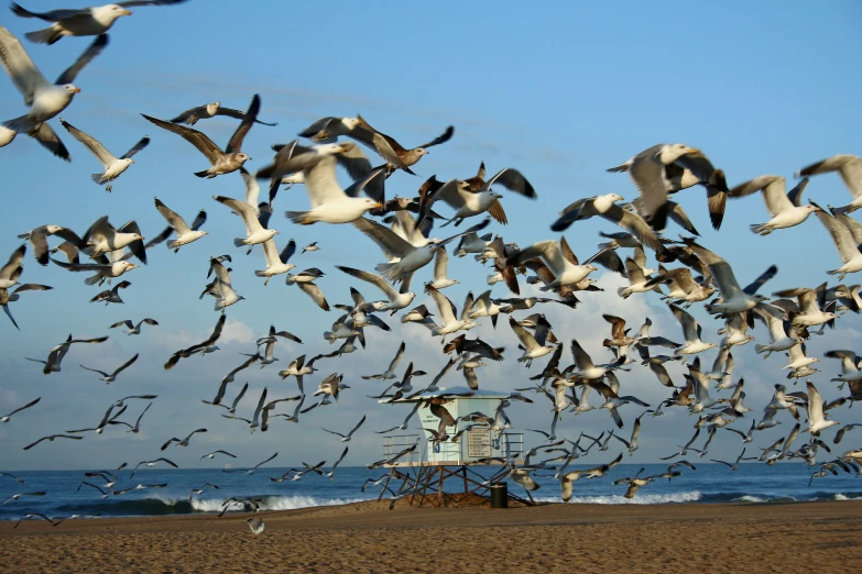 several seagulls flying in the sky near the ocean