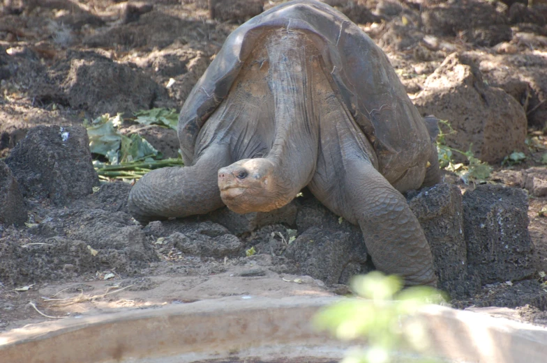 a large turtle rests on some dirt