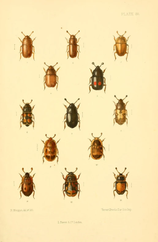 a group of different types of beetles