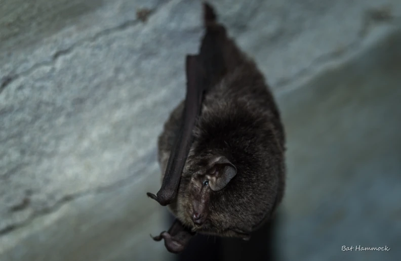 a bat hanging on to the side of the rock