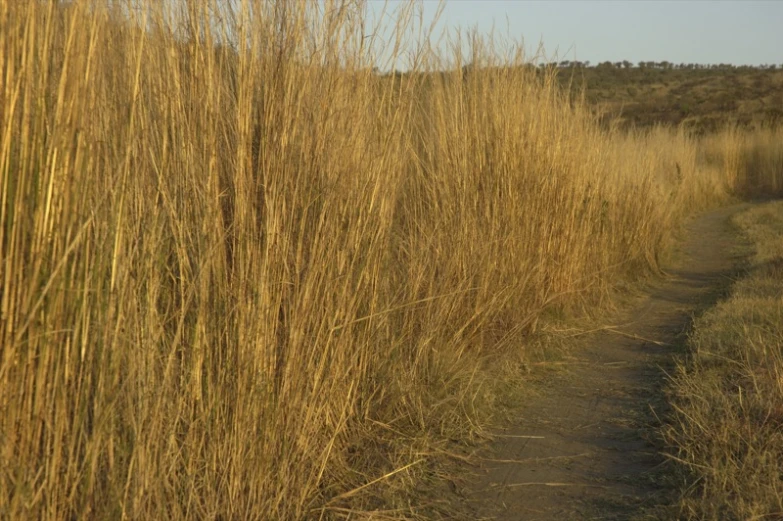 an image of a path in the tall grass