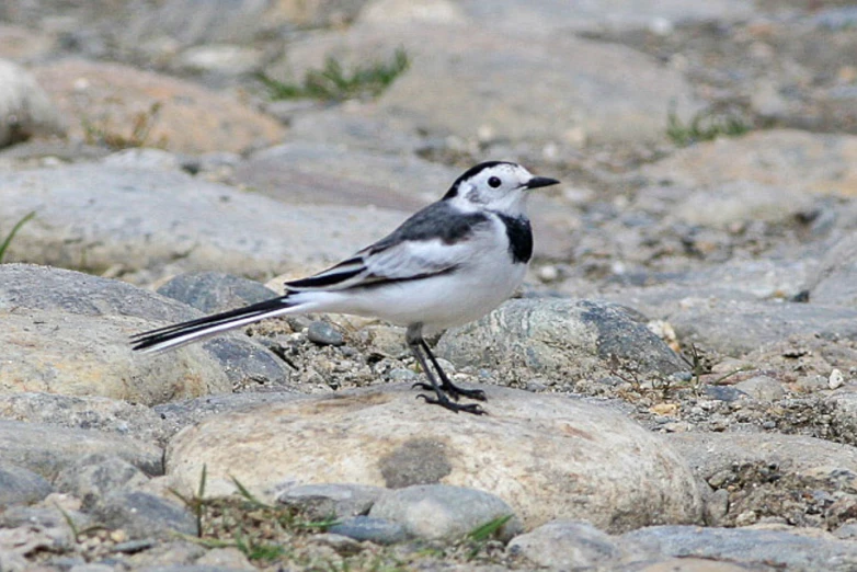 a bird is standing on some rocks