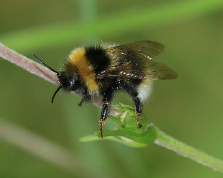 a small bee that is sitting on a blade