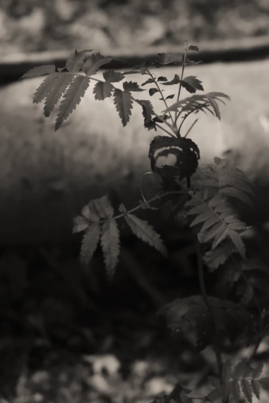 a fern leaf is standing in front of a concrete building