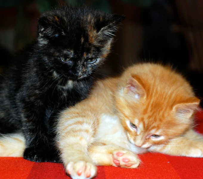 two kittens cuddle together on a red table