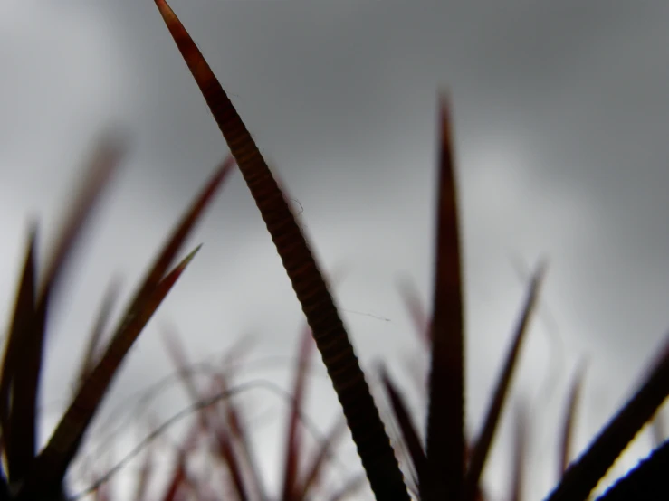 some sort of bird sitting on a tall thin leaf