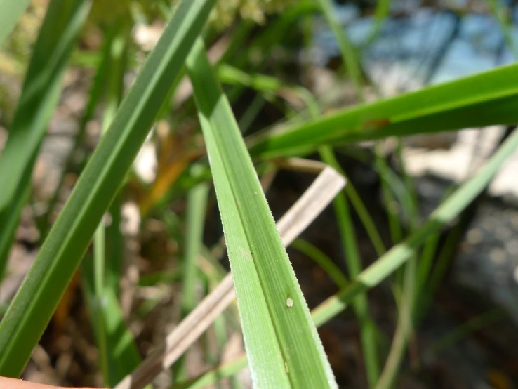 a green blade of grass is seen in the middle