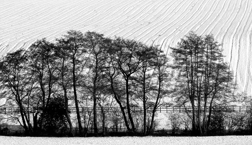 an empty fence and several trees with snow