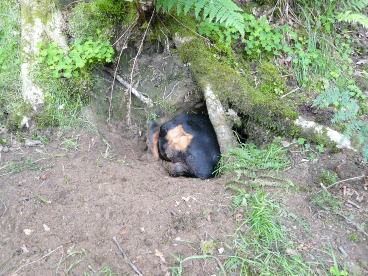 a small animal in the middle of a field