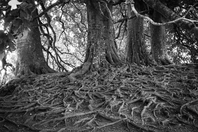 black and white pograph of some trees with roots