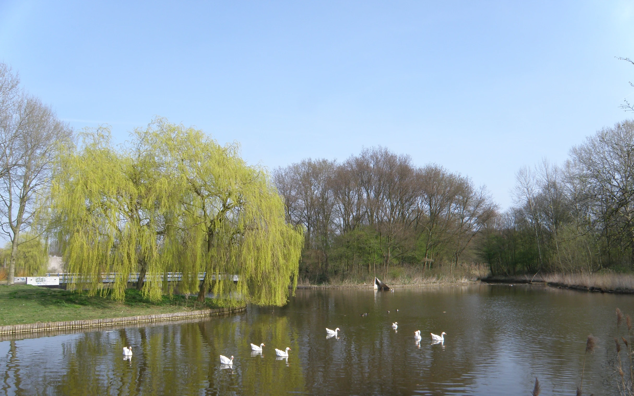 ducks in the water near a weeping tree