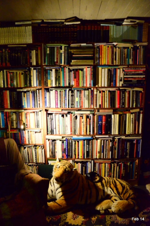 stuffed animal lying on bed with bookshelf in background