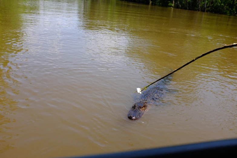 a black dog splashes in water with a long stick