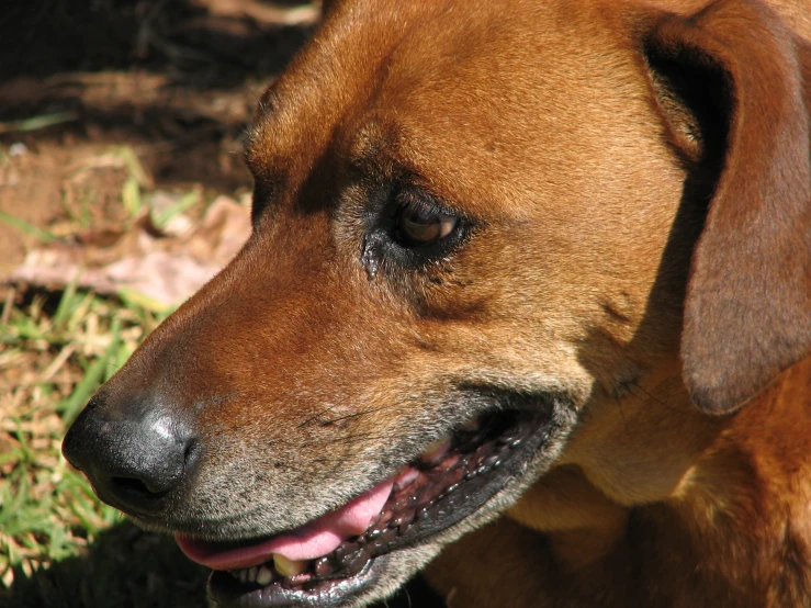 the dog's snout is up close and shows a slightly brown face