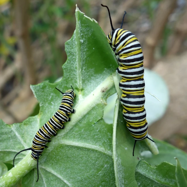 there is a couple of caterpillars that are hanging from a leaf