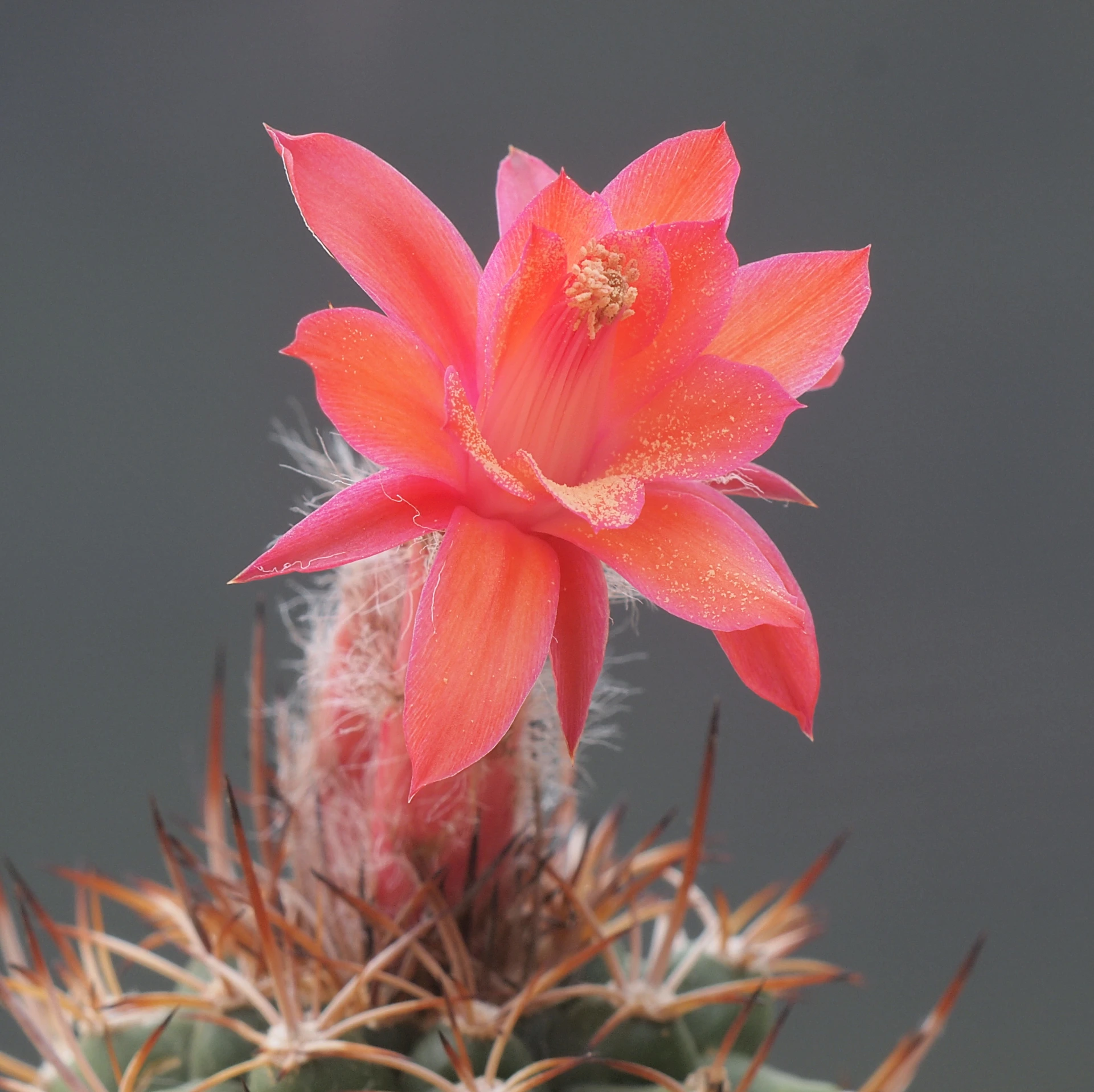 a close up of a flower on a cactus