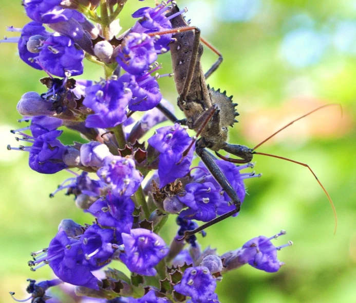 an insect sitting on a flower while eating from the petals