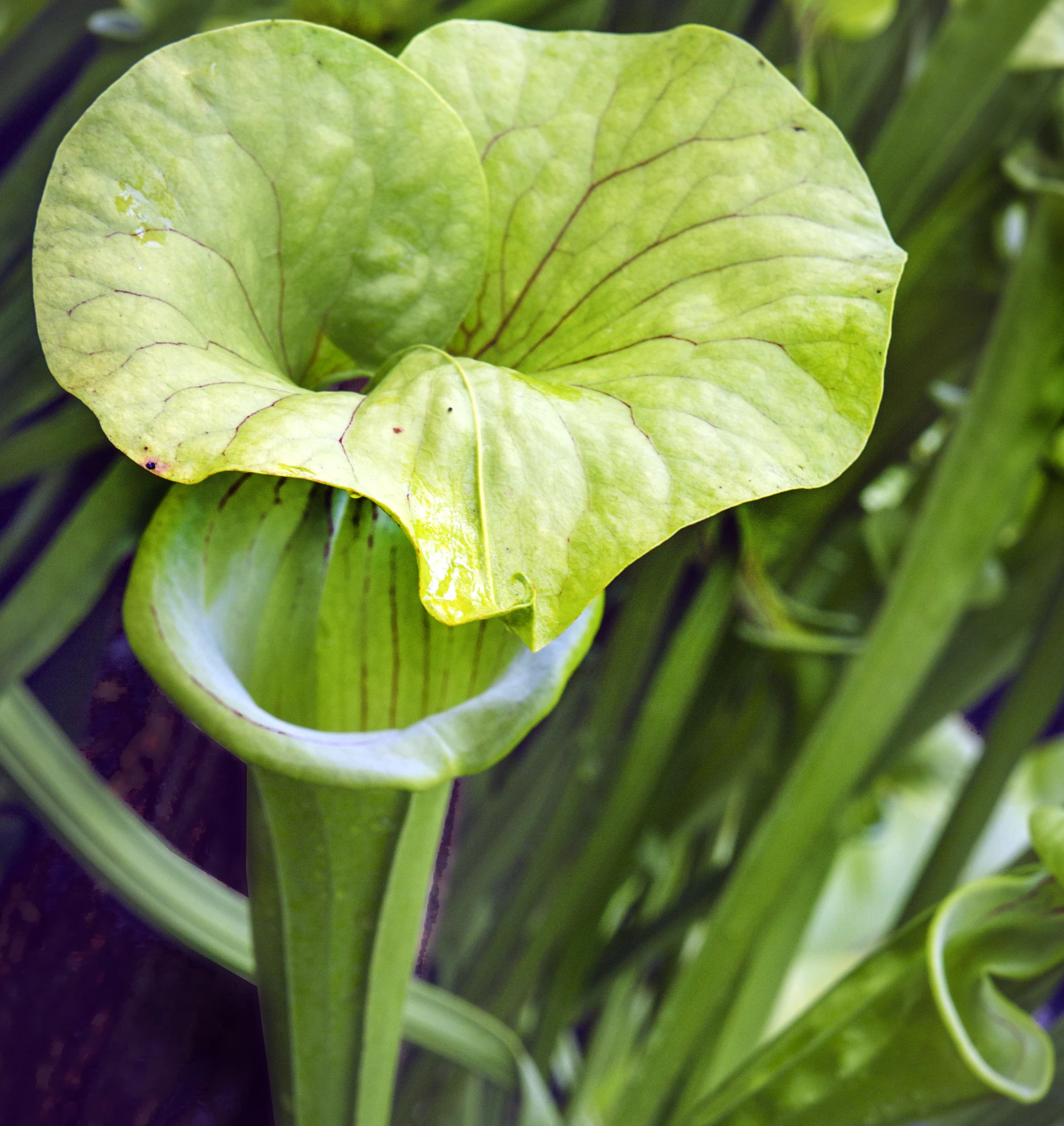 a close up of a large green flower