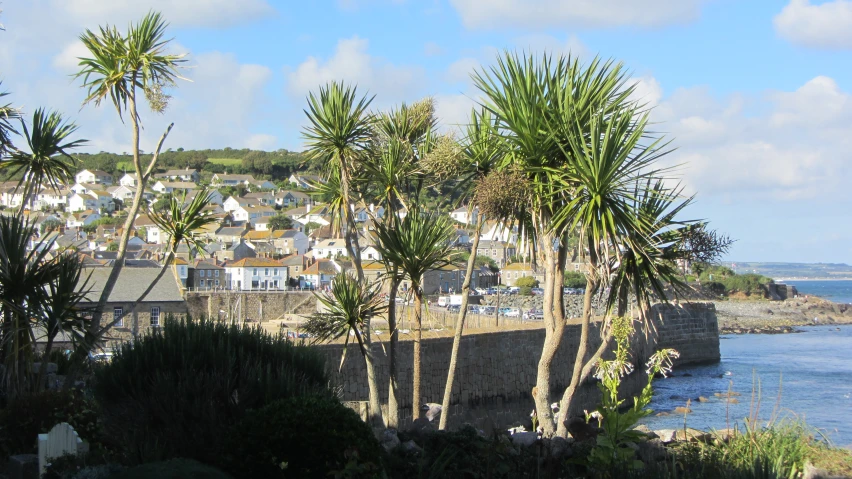 palm trees by a body of water and houses