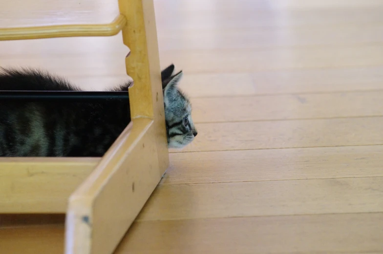 the small cat is hiding beneath a chair