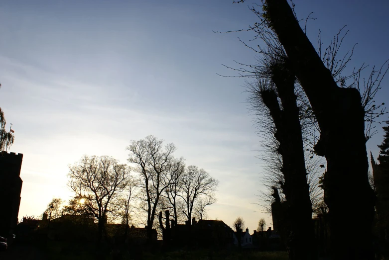 a tree line with buildings and trees without leaves