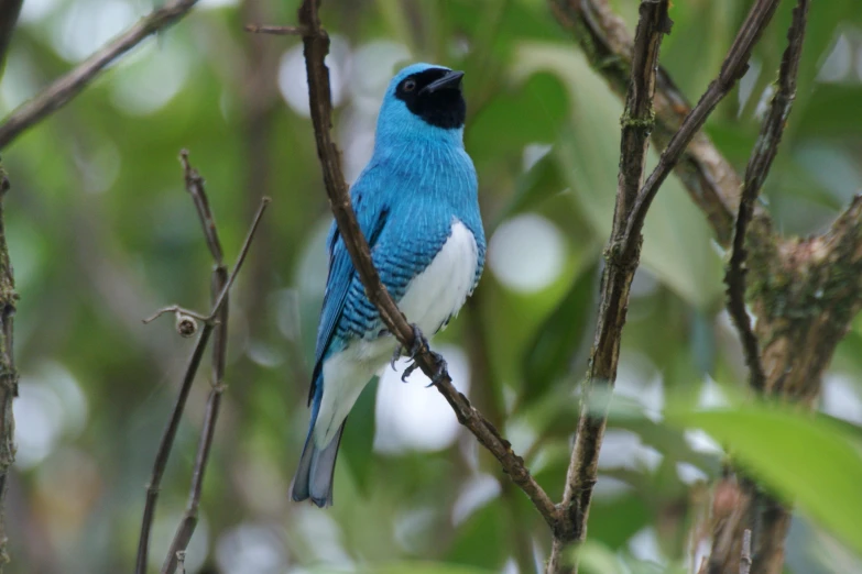 the blue bird is perched on the nch of a tree