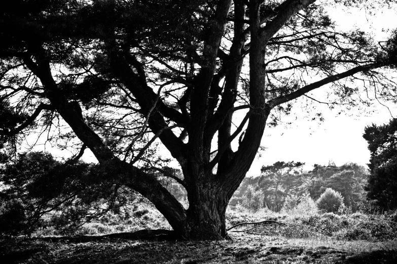 a black and white po of an old tree