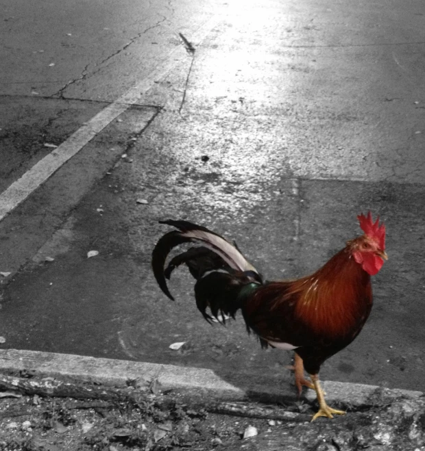 a rooster walking down a road next to an intersection