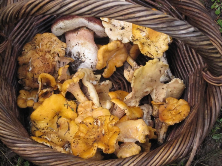 many different types of mushrooms in a basket