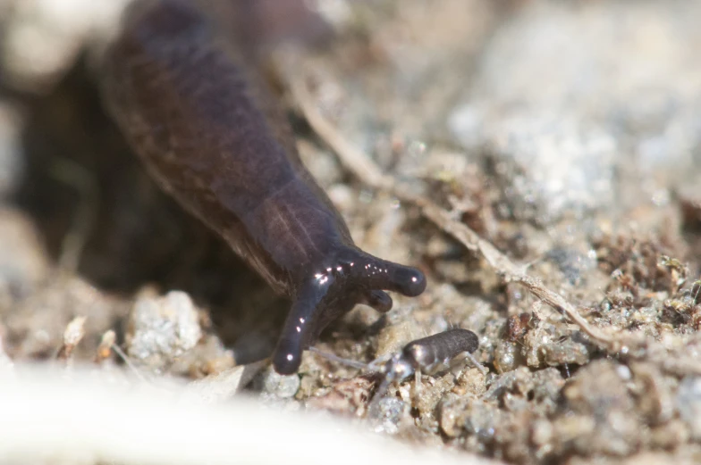 a slug crawling down a rocky area next to rocks