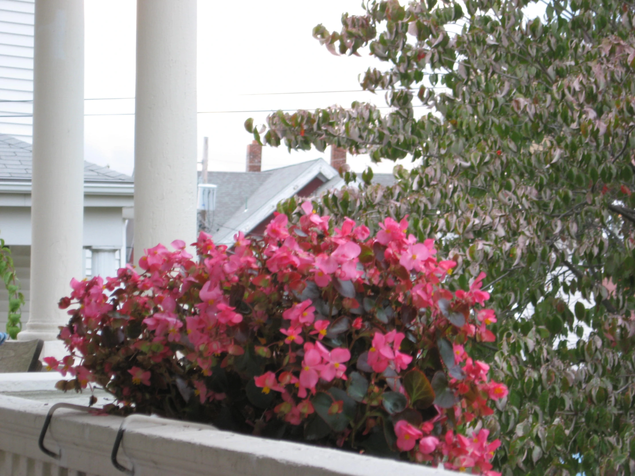 large pink flowers line the railing of a home