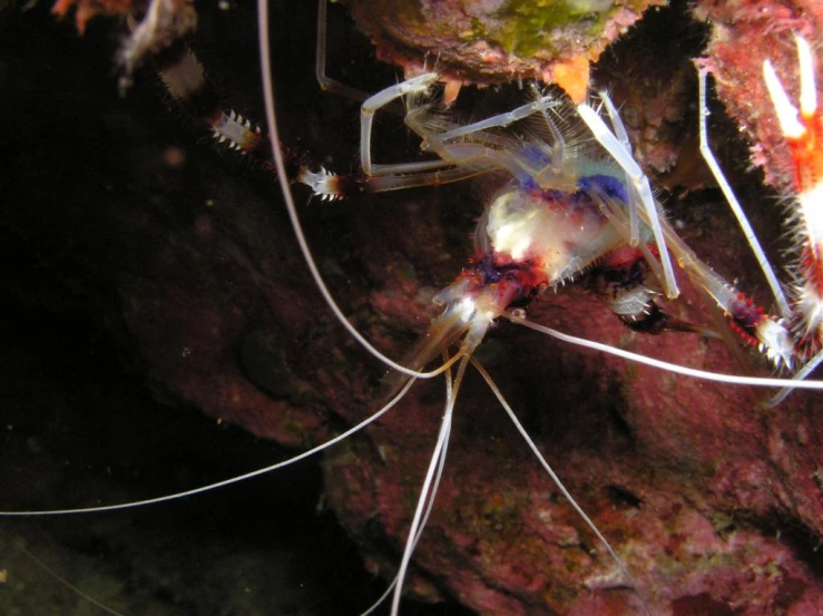 a close up of a small sea animal on a coral