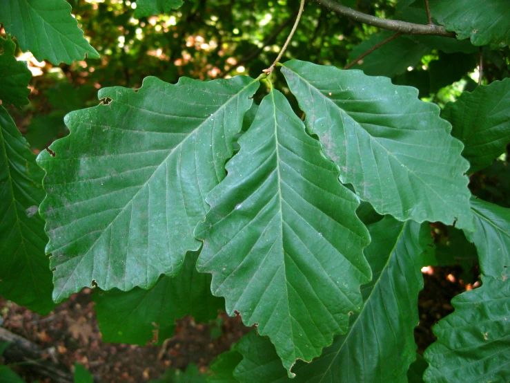 green leaves, with several small buds on them