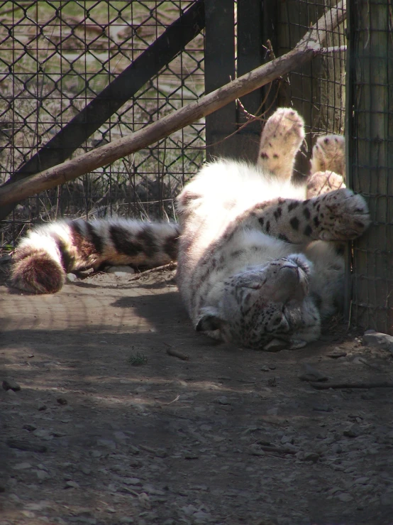 the white and black snow leopard is rolling around in his cage