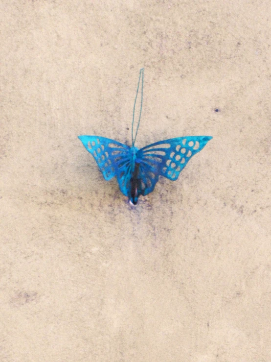 the blue erfly is on the sand near the water