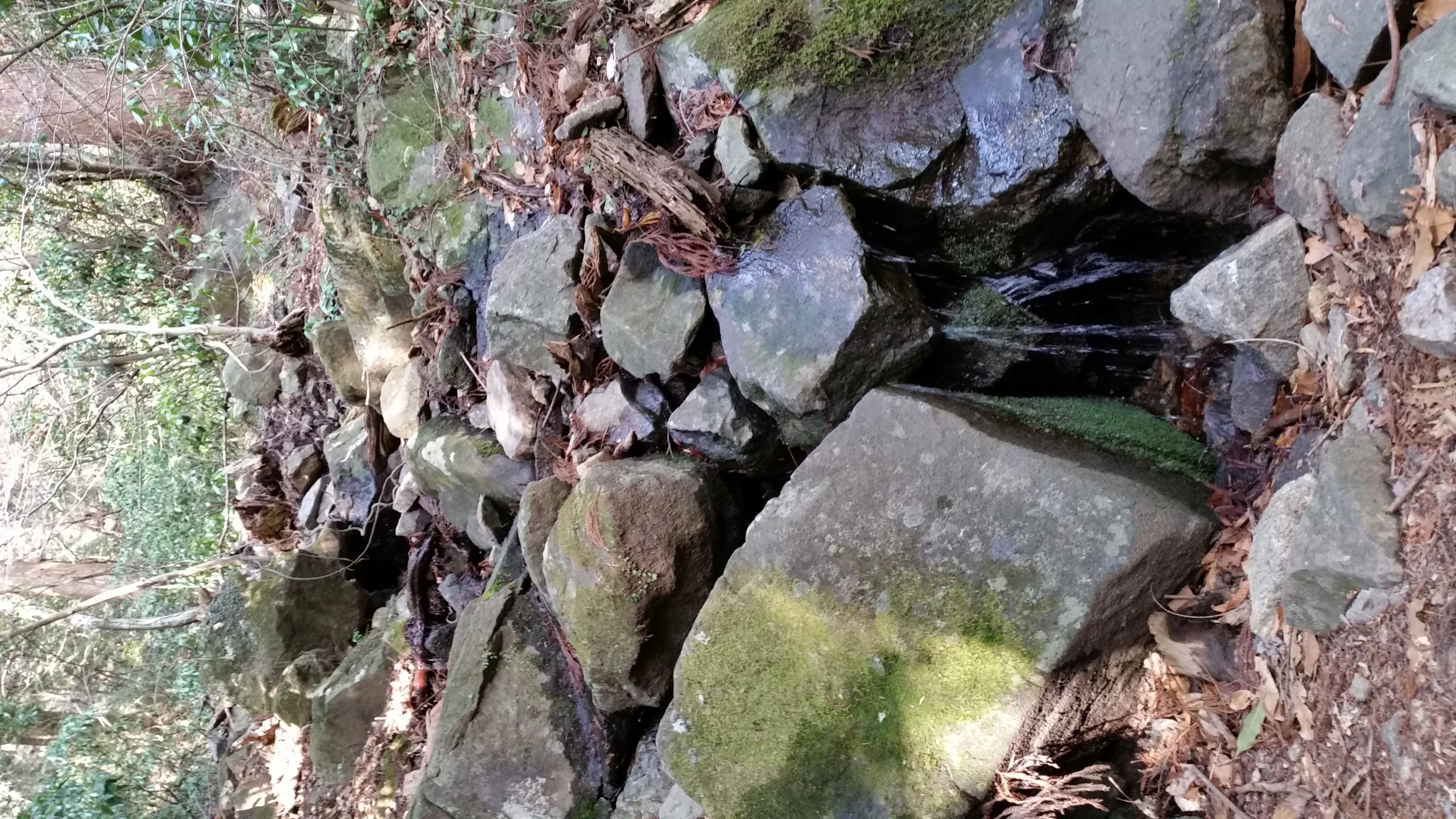 some rocks and some water in the middle of a forest