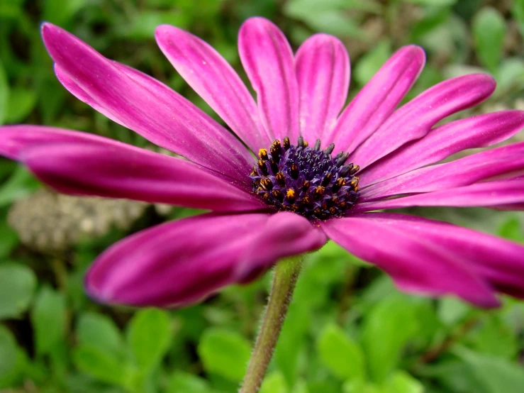 a bright pink flower with long petals sits amongst green foliage