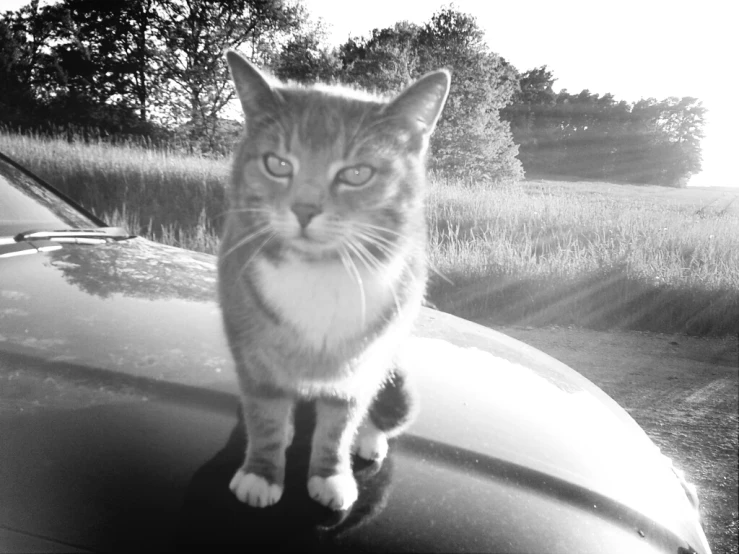 the cat is standing on the hood of a car