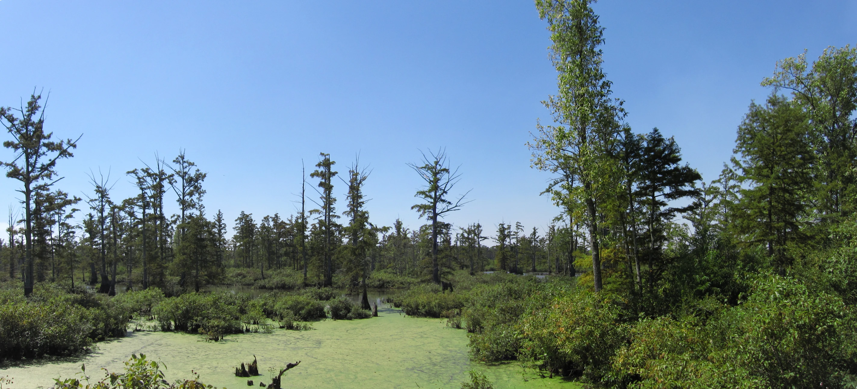 a swampy area with many trees and weeds